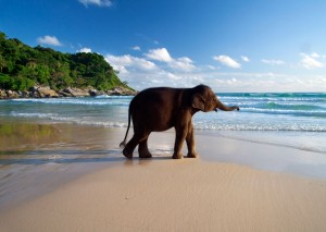 LeMeridien-BabyElephantGALLERY